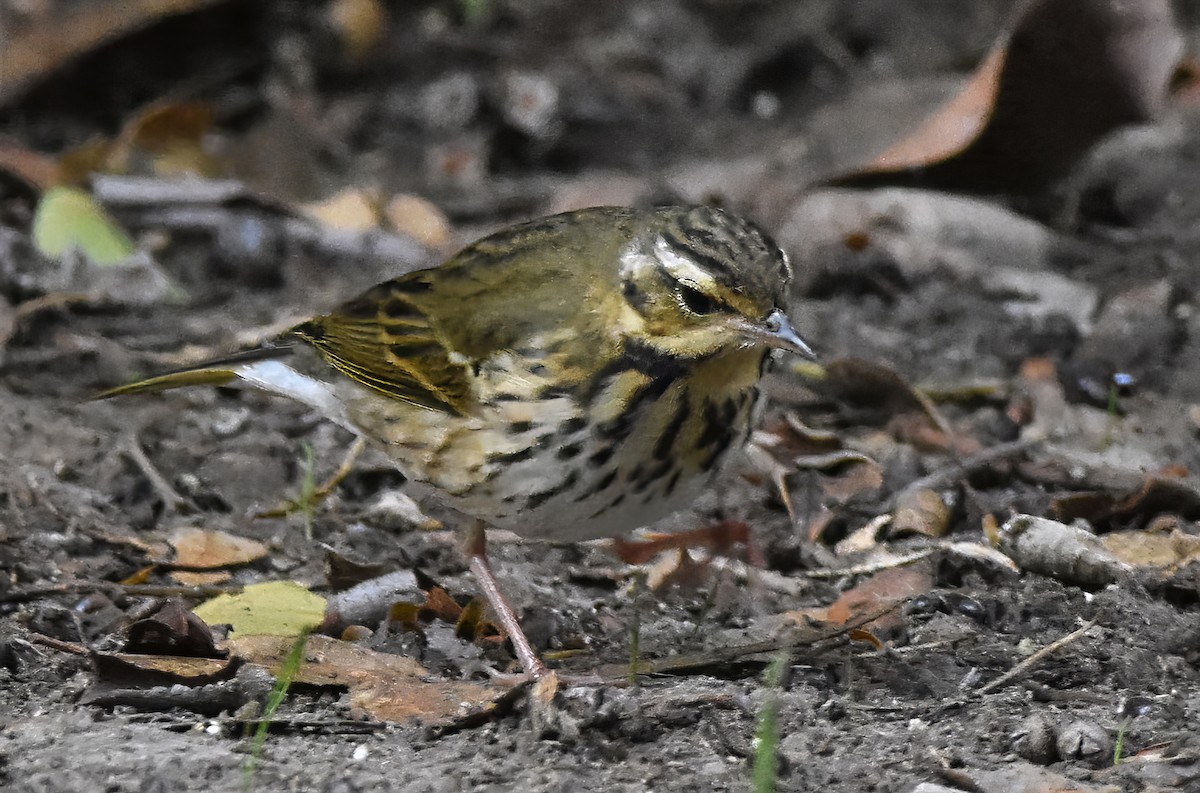 Olive-backed Pipit - ML644718878