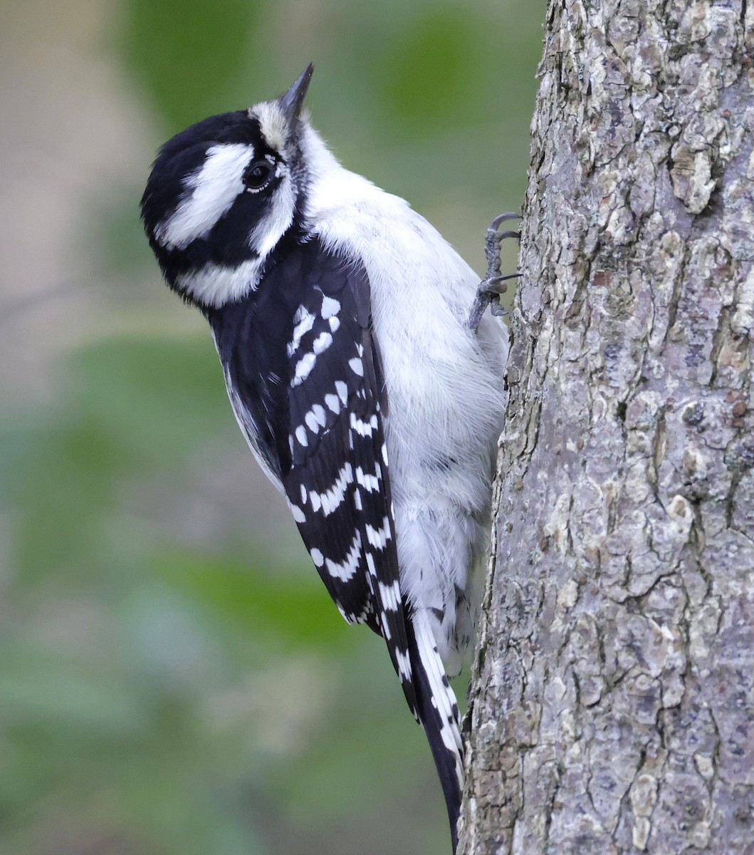 strakapoud osikový - ML644718880