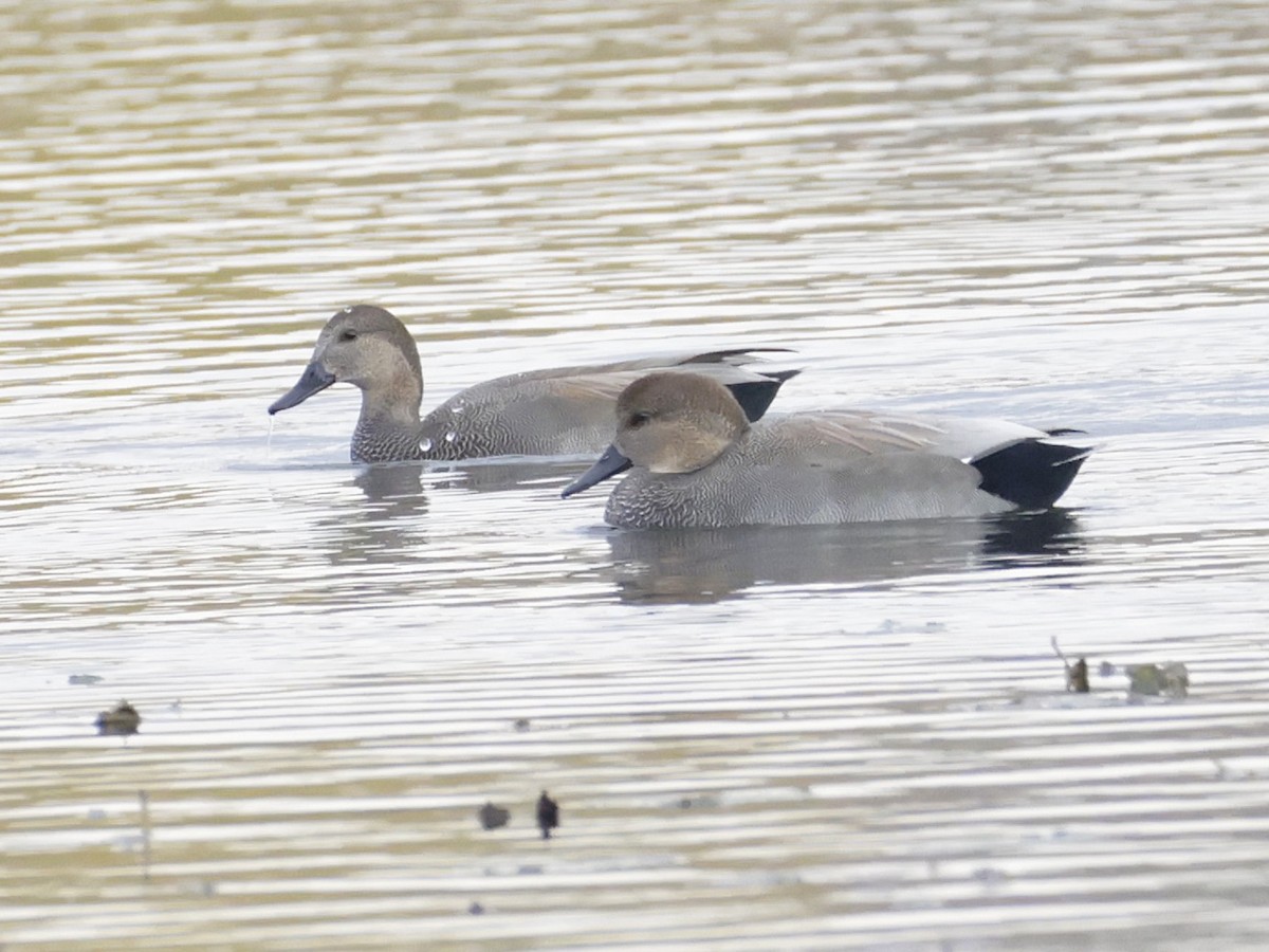 kopřivka obecná - ML644718882