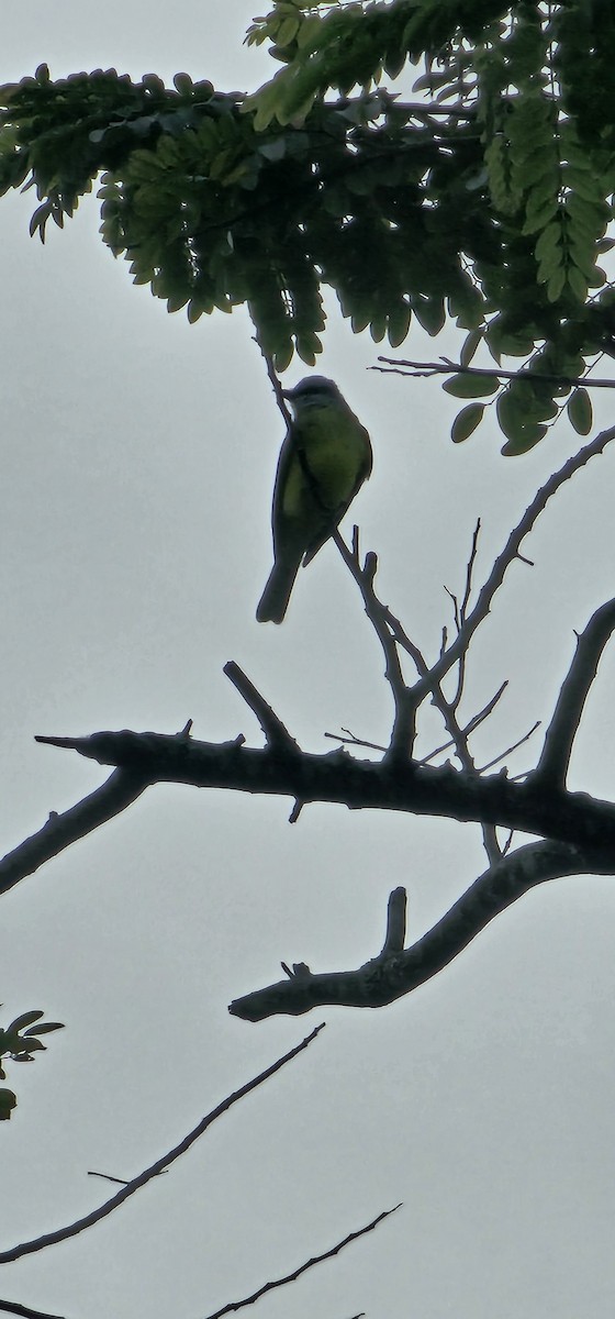 Tropical Kingbird - ML644718886