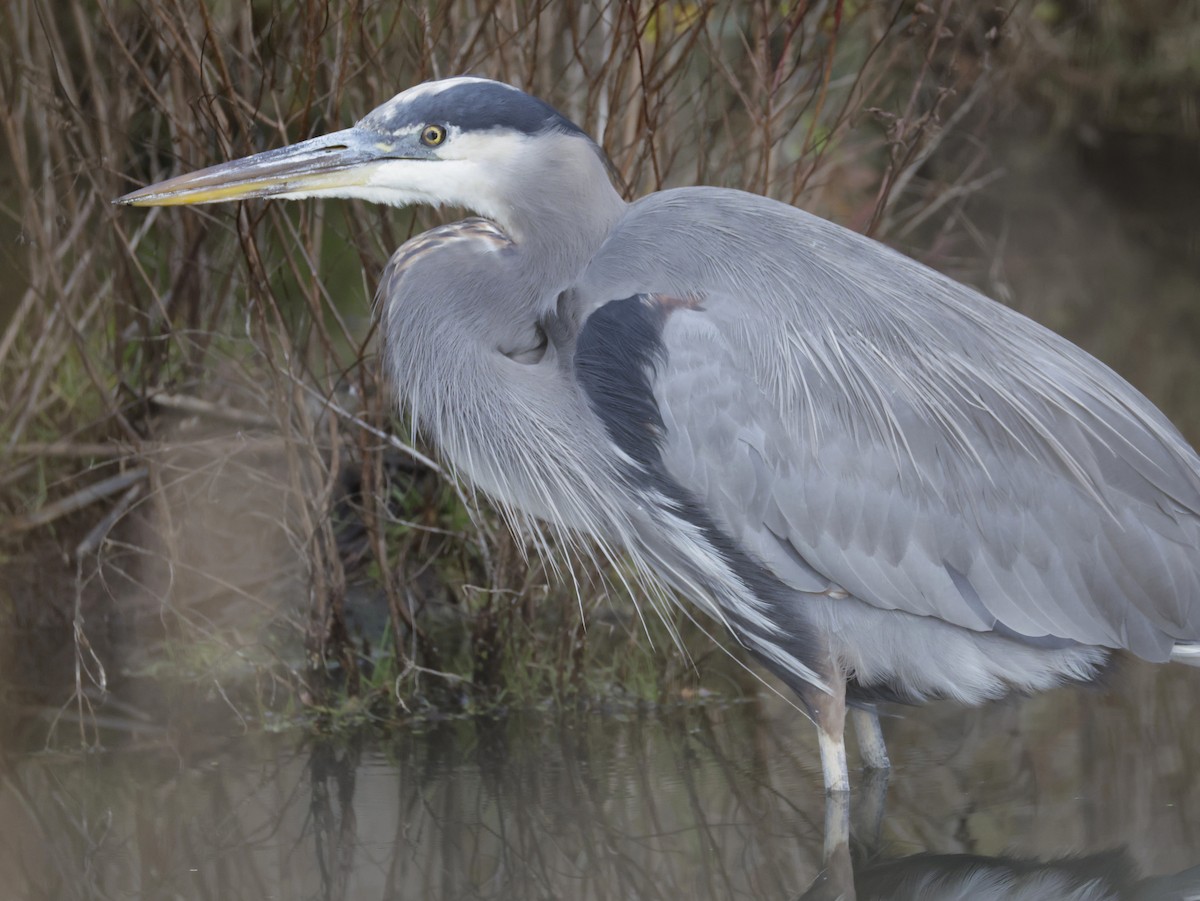 volavka velká - ML644718887