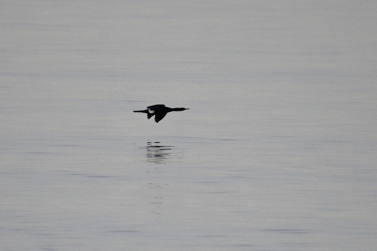 kormorán tichomořský - ML644718889