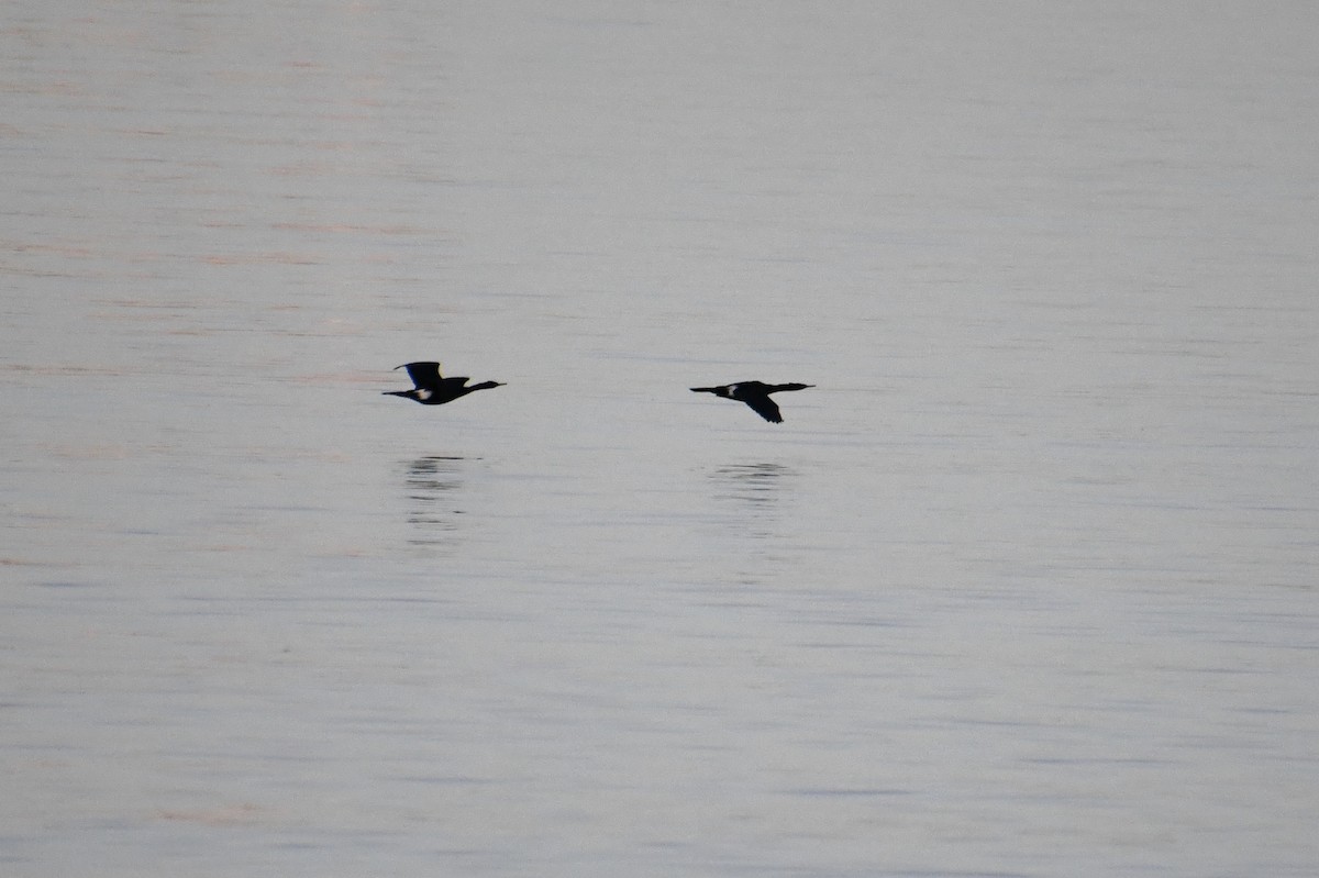 kormorán tichomořský - ML644718890