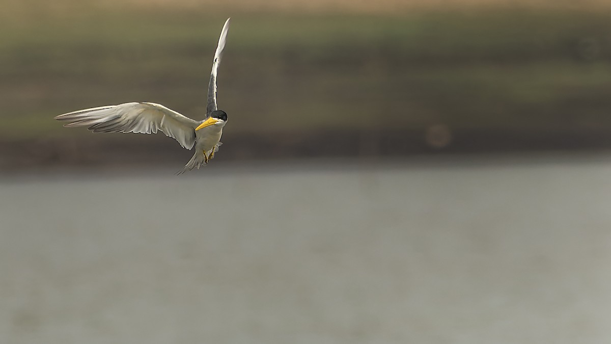 rybák žlutozobý - ML644718892