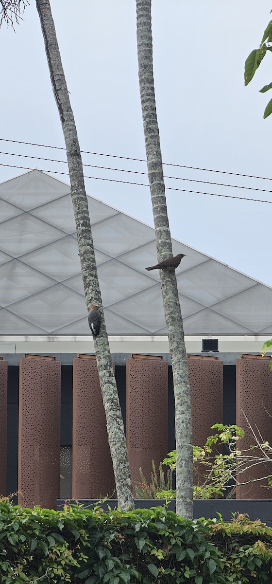 datel zlatočelý - ML644718893