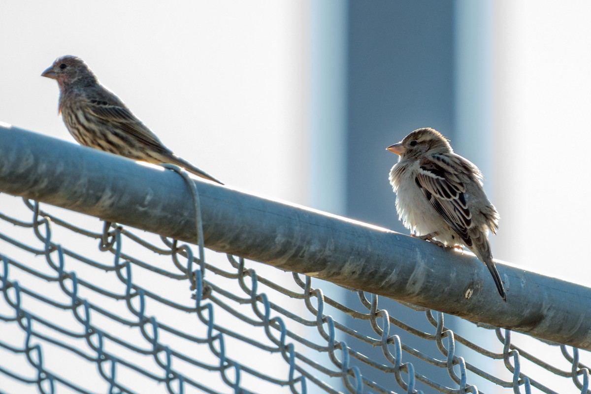 vrabec domácí - ML644718894