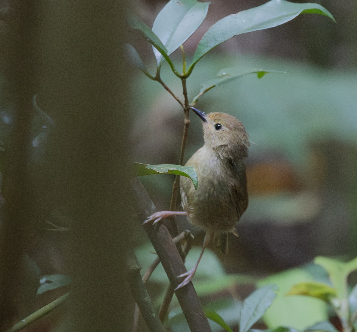 Large-billed Scrubwren - ML644718895