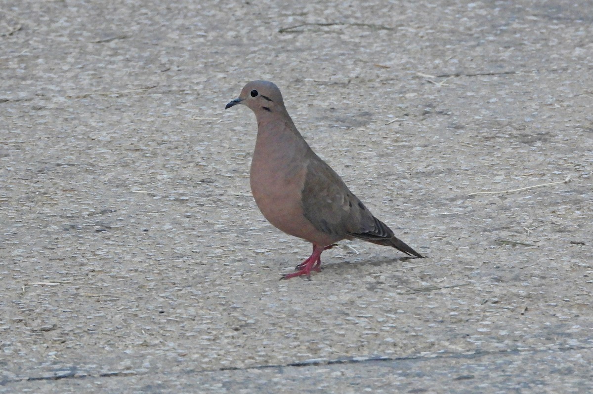 hrdlička černouchá - ML644718896