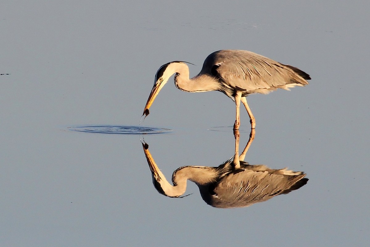 volavka popelavá - ML644718900