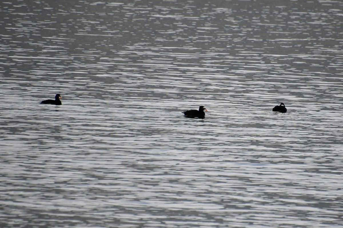 turpan pestrozobý - ML644718901