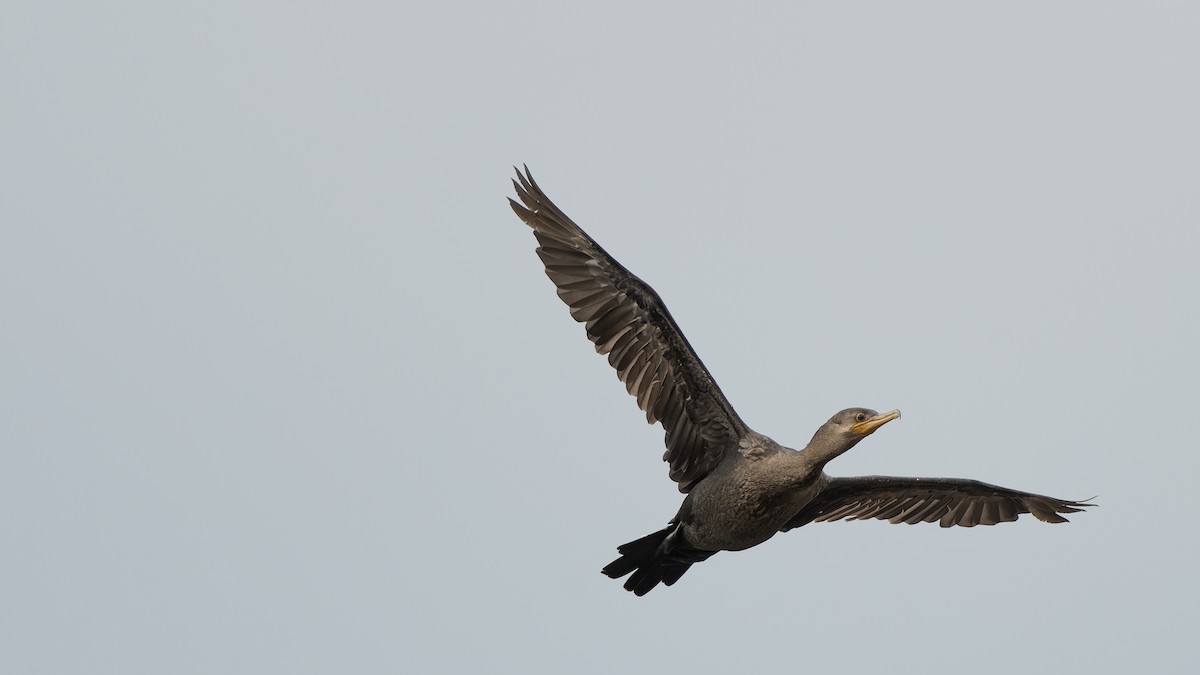 kormorán neotropický - ML644718902