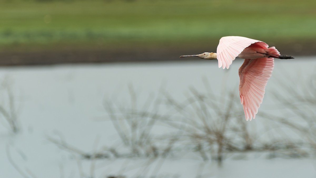 kolpík růžový - ML644718907