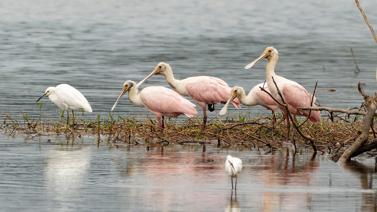 kolpík růžový - ML644718908