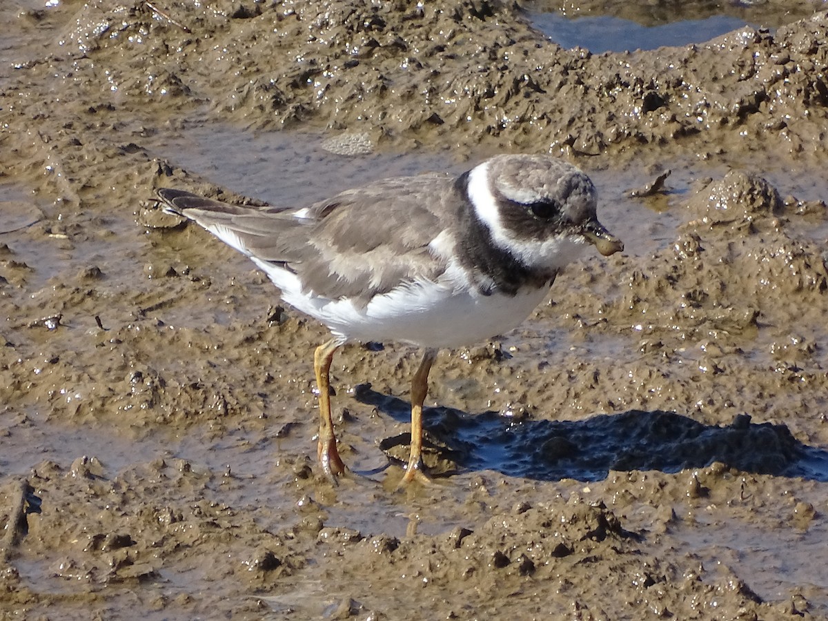 kulík písečný - ML644718910