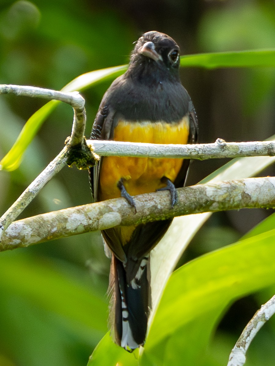 trogon podvazkový - ML644718911