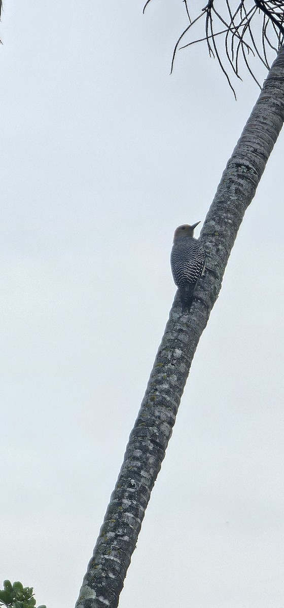 datel zlatočelý - ML644718912