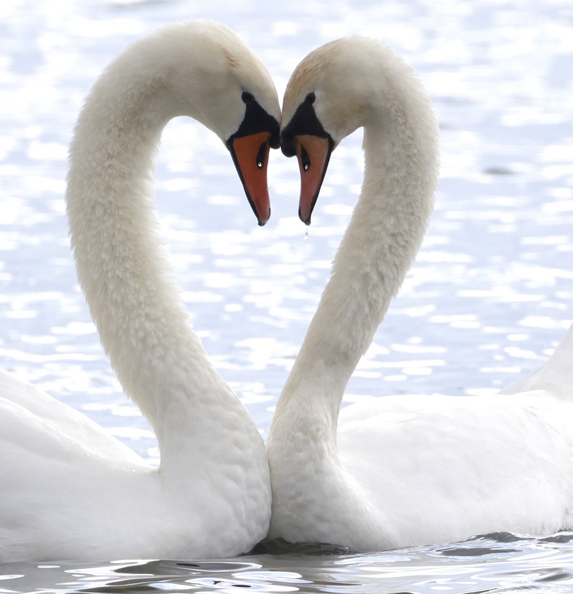 labuť velká - ML644718913