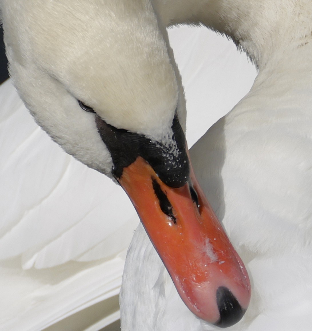 labuť velká - ML644718914