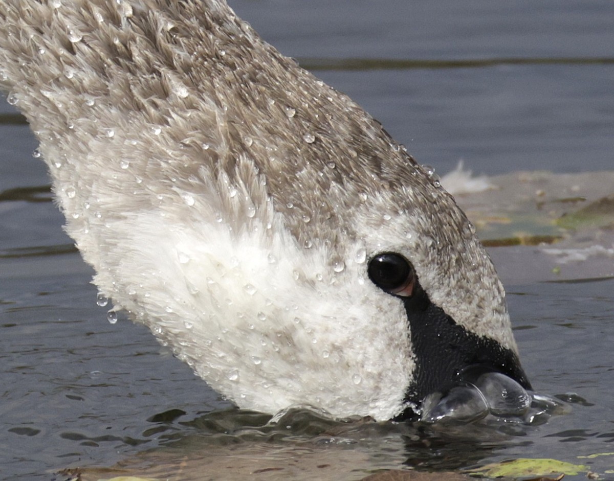 labuť velká - ML644718915