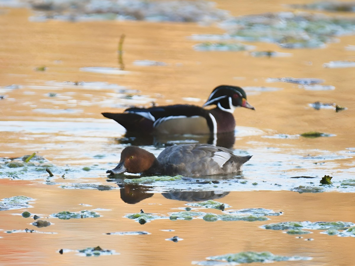 polák americký - ML644718916