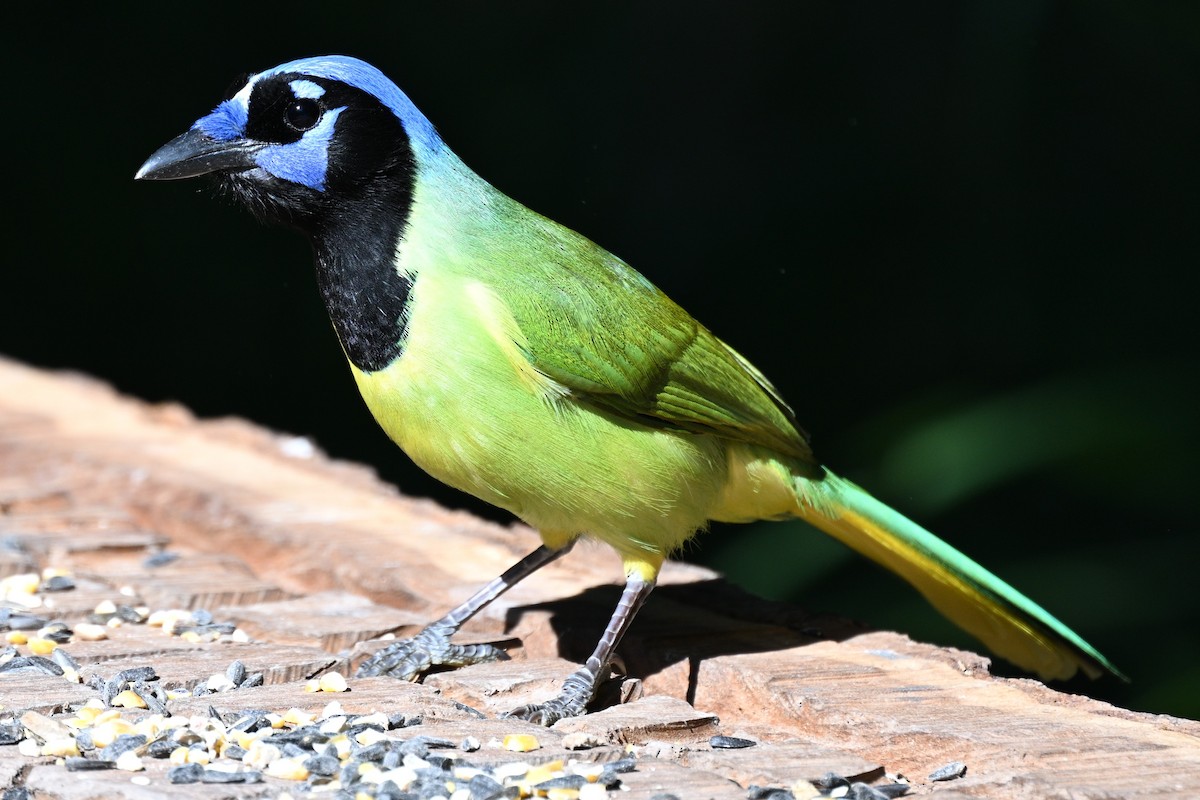 sojka zelenavá - ML644718917