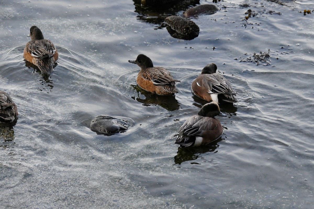 hvízdák americký - ML644718918