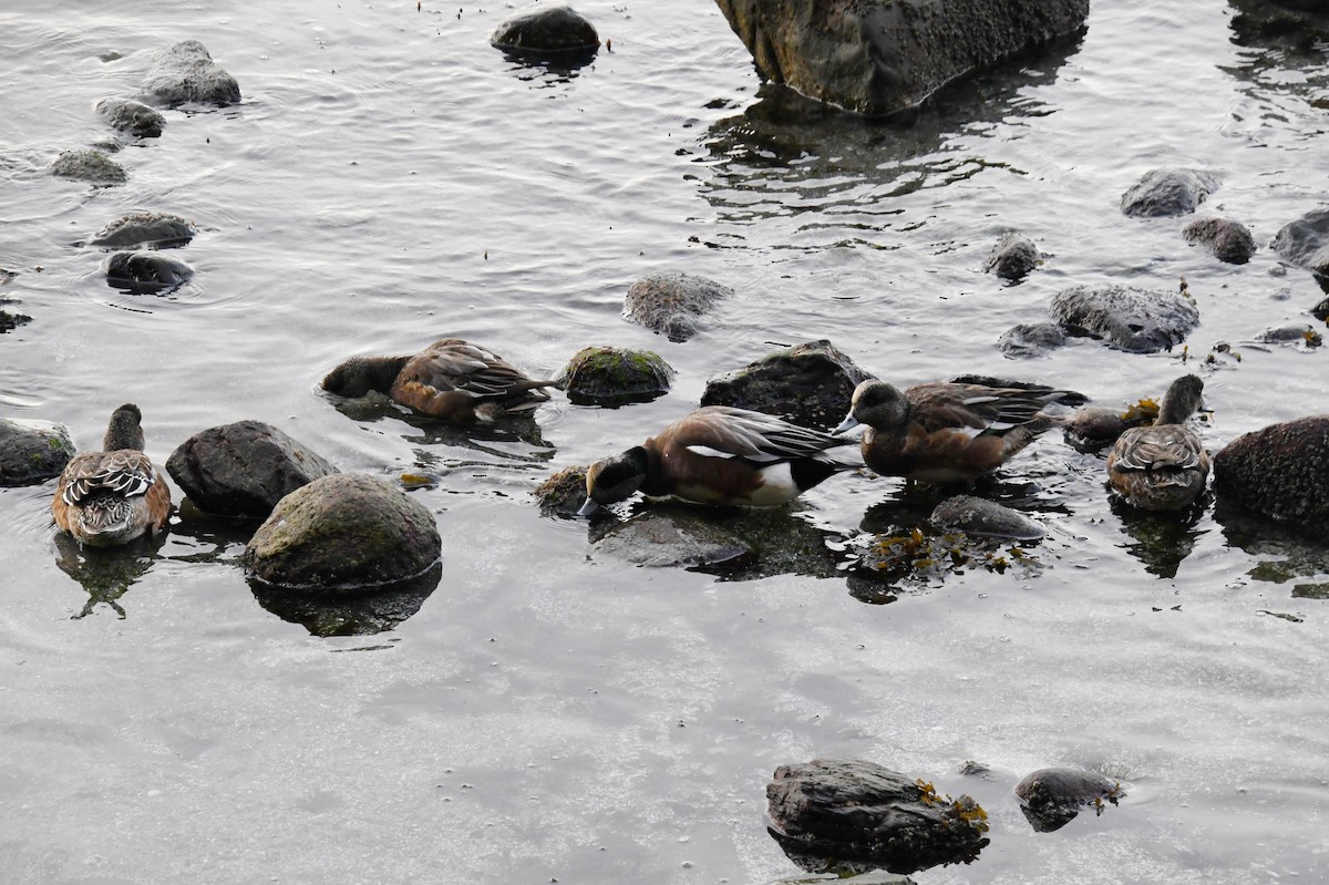 hvízdák americký - ML644718919