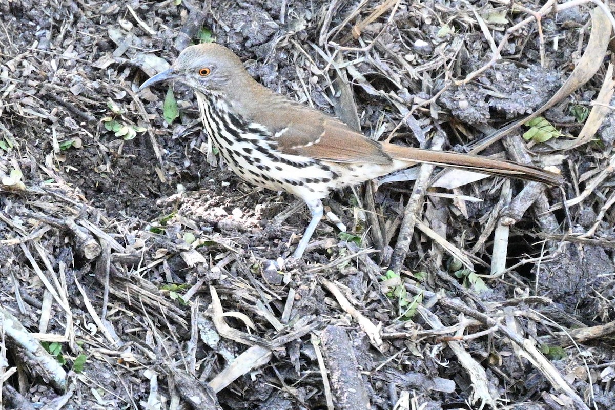 drozdec dlouhozobý - ML644718920