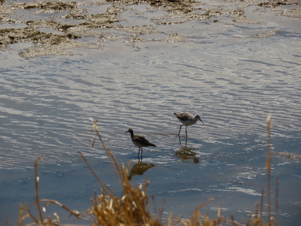 vodouš bahenní - ML644718921