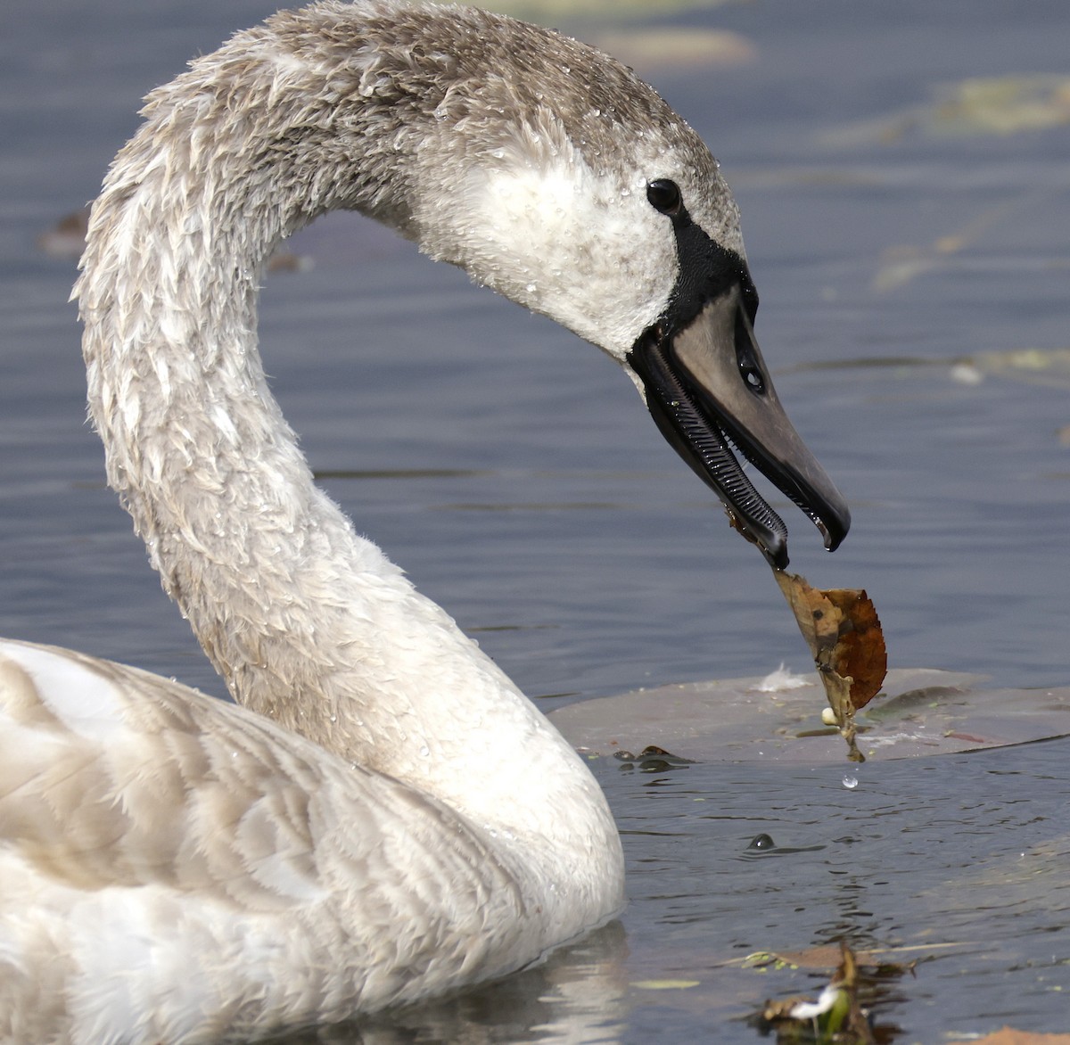 labuť velká - ML644718922