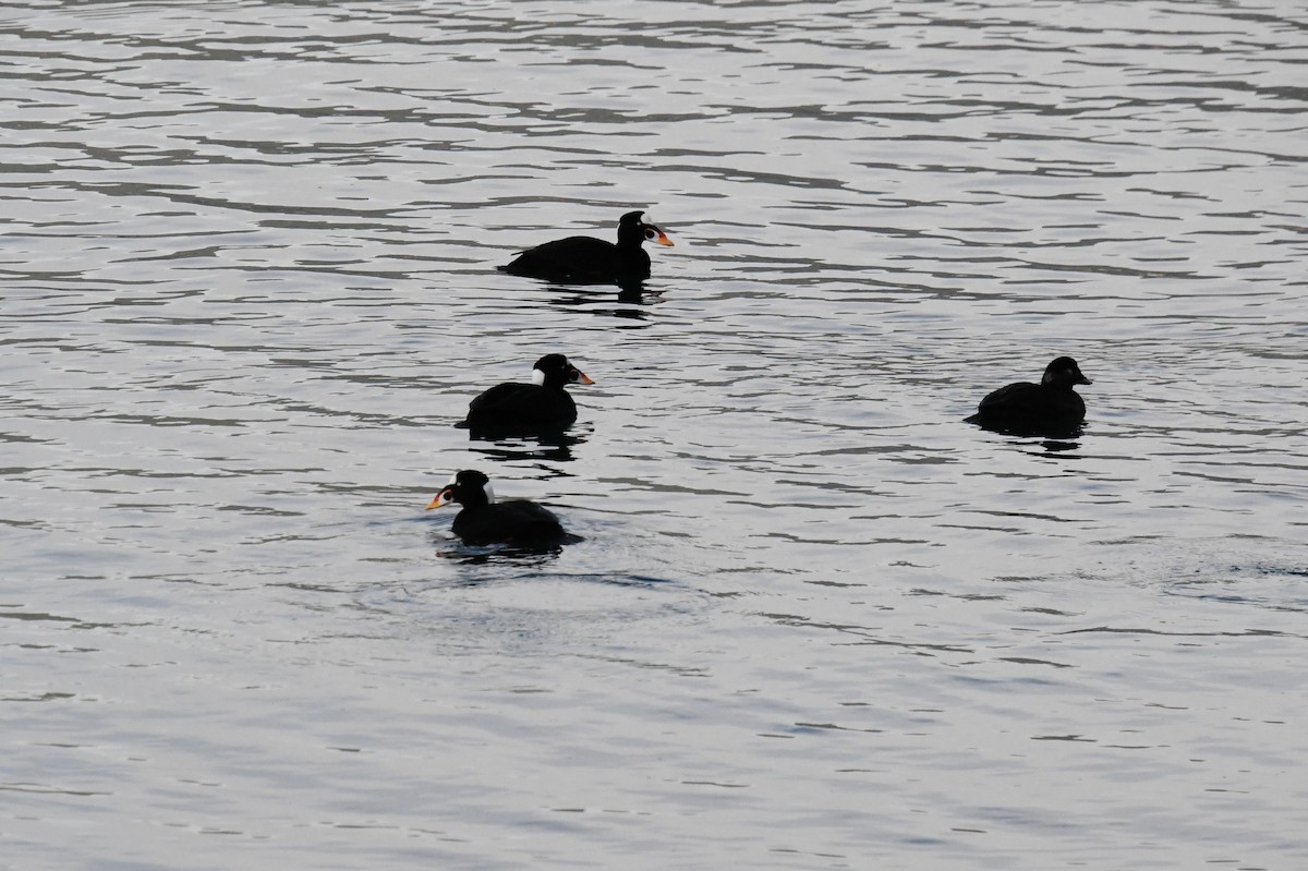 turpan pestrozobý - ML644718923