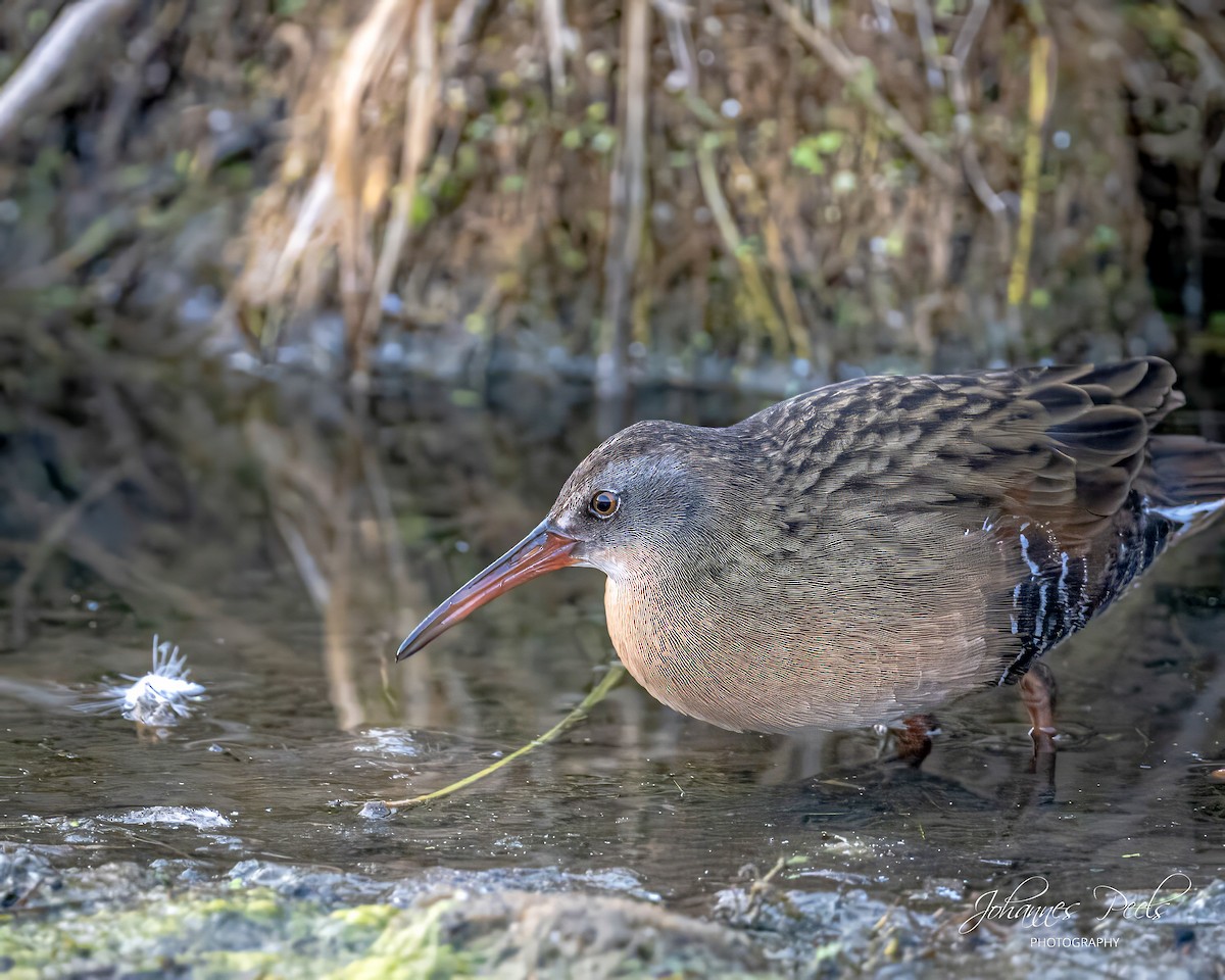 Virginia Rail - ML644718938