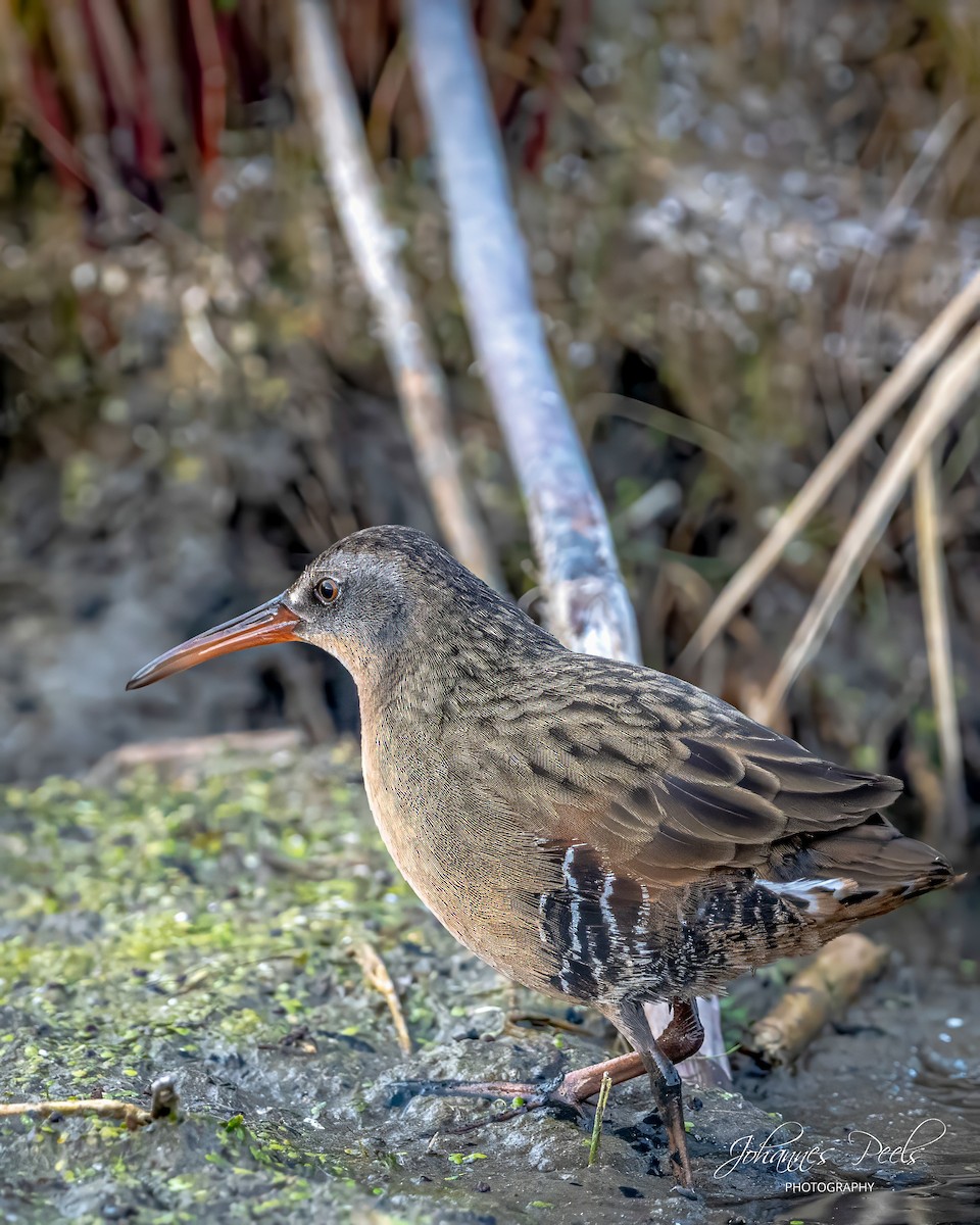 Virginia Rail - ML644718939
