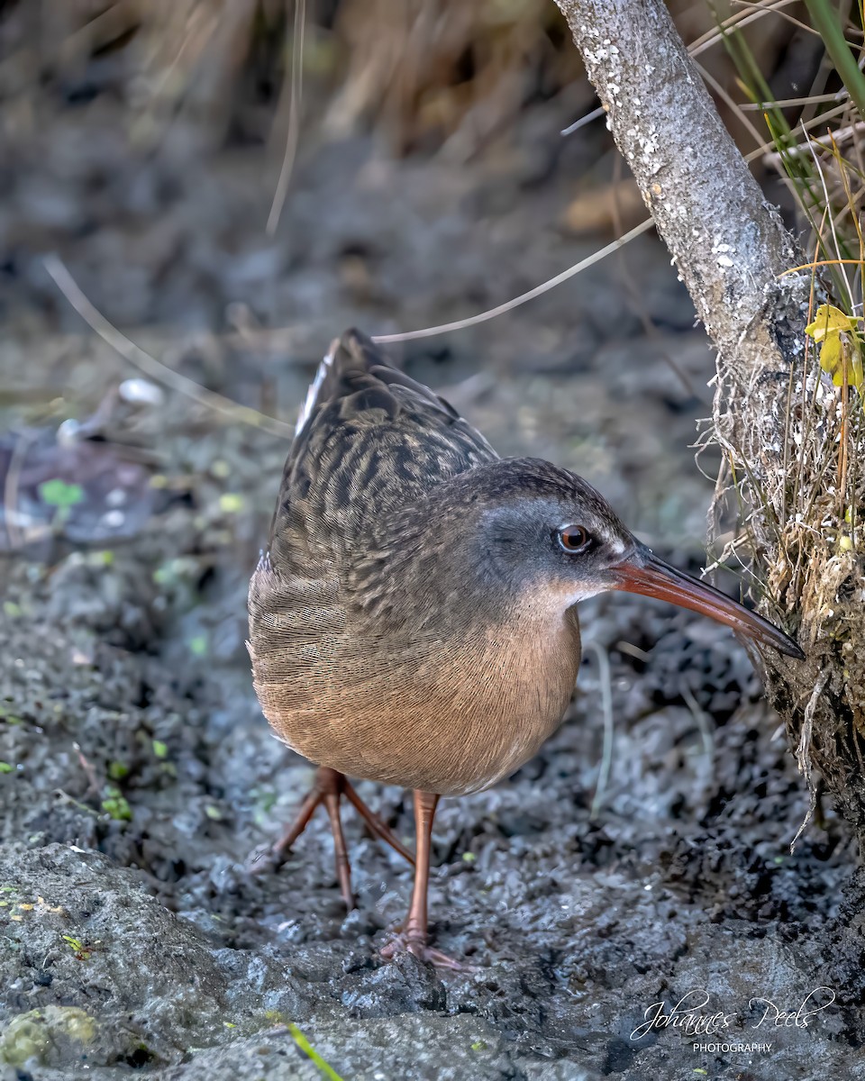 Virginia Rail - ML644718940
