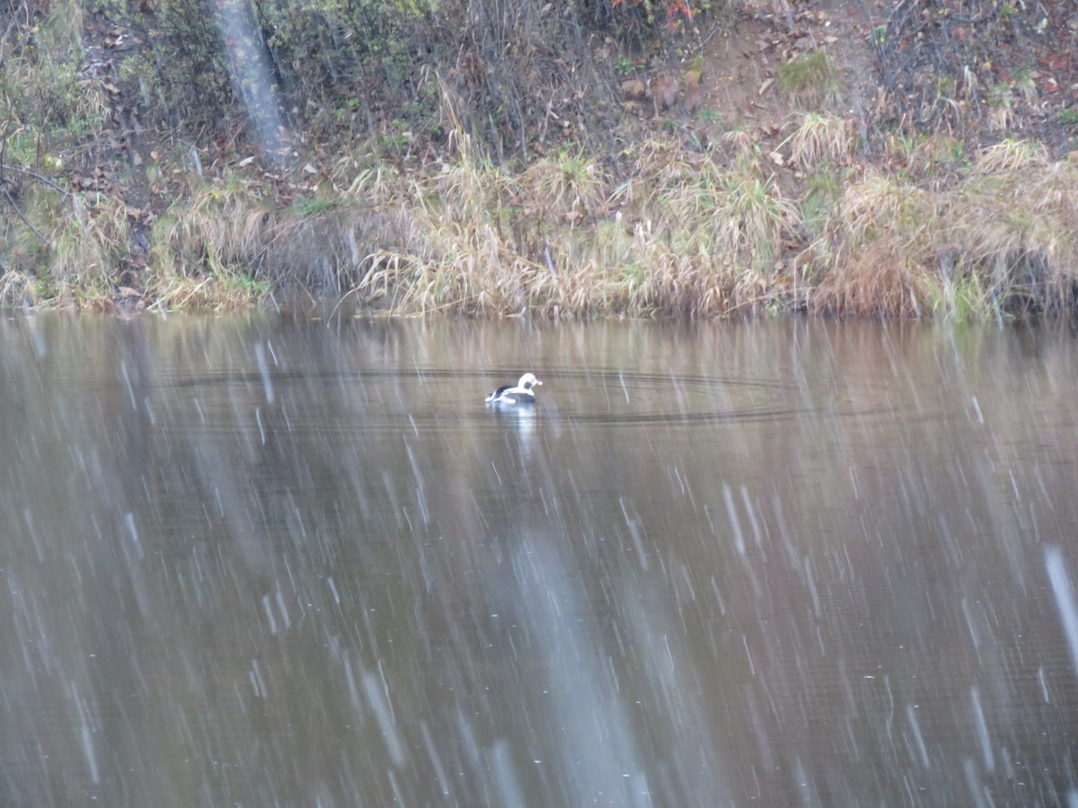 Long-tailed Duck - ML644718942