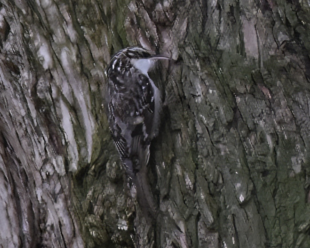 Brown Creeper - ML644718944