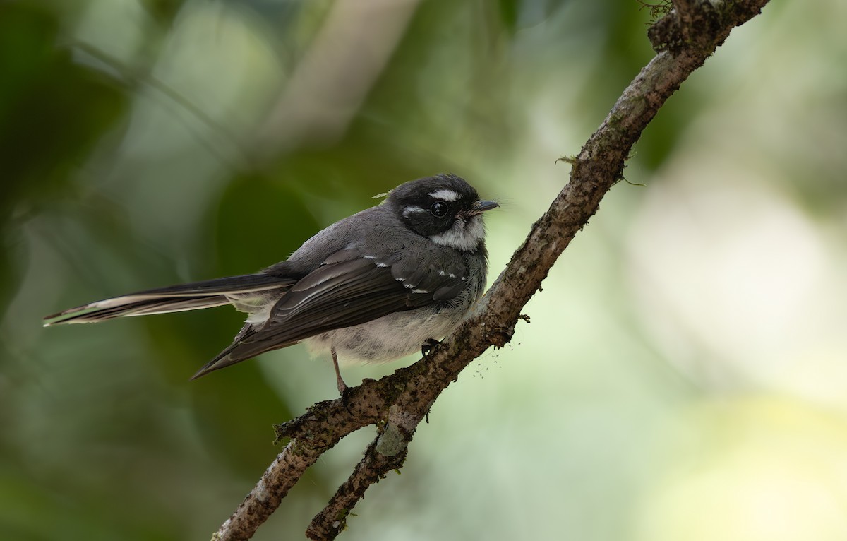 Gray Fantail - ML644718945