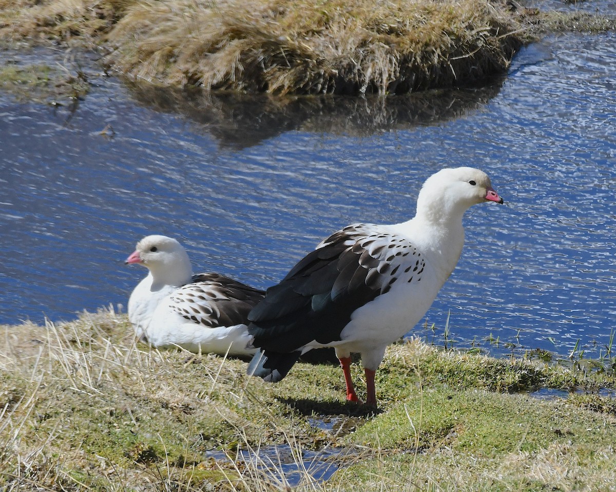 Ouette des Andes - ML644718954