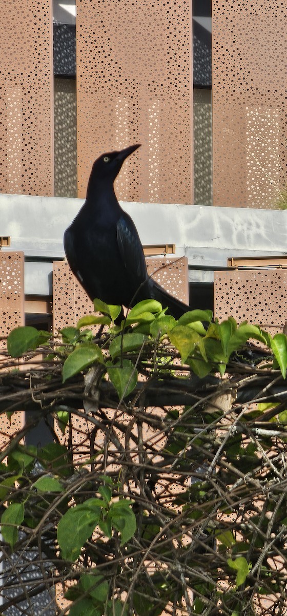 Quiscale à longue queue - ML644718957