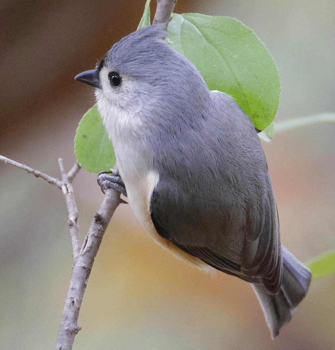 Mésange bicolore - ML644718958