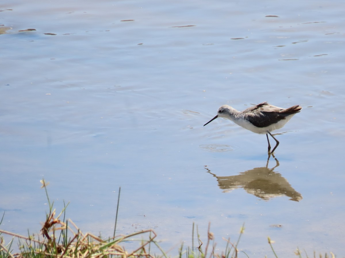 Chevalier stagnatile - ML644718959