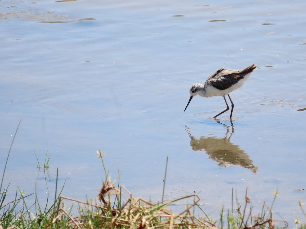 Chevalier stagnatile - ML644718960