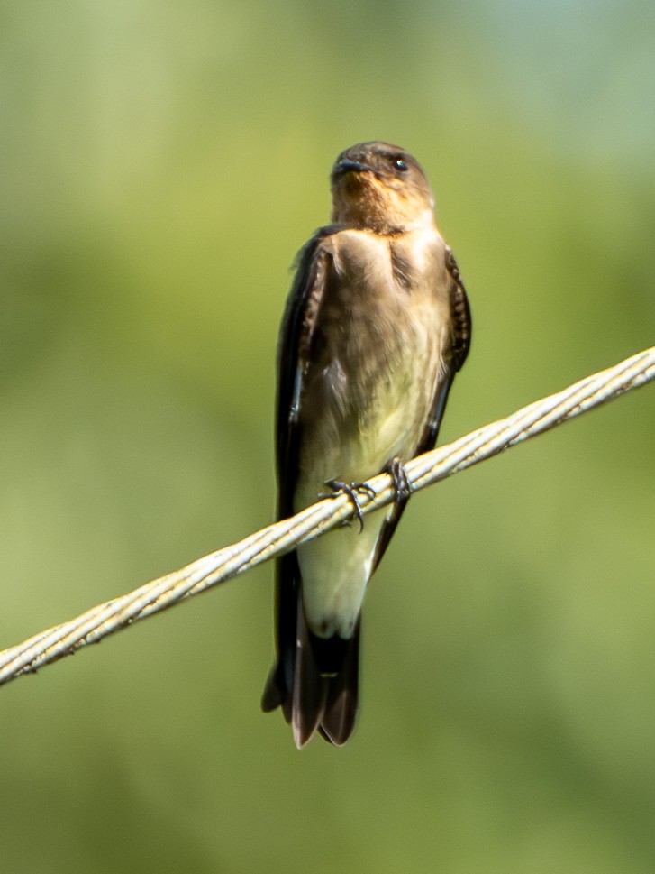 Hirondelle à gorge rousse - ML644718961