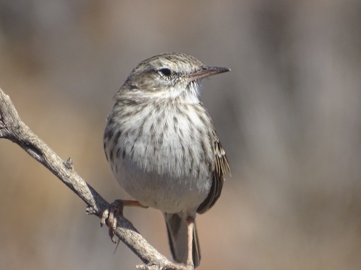 Pipit de Berthelot - ML644718963