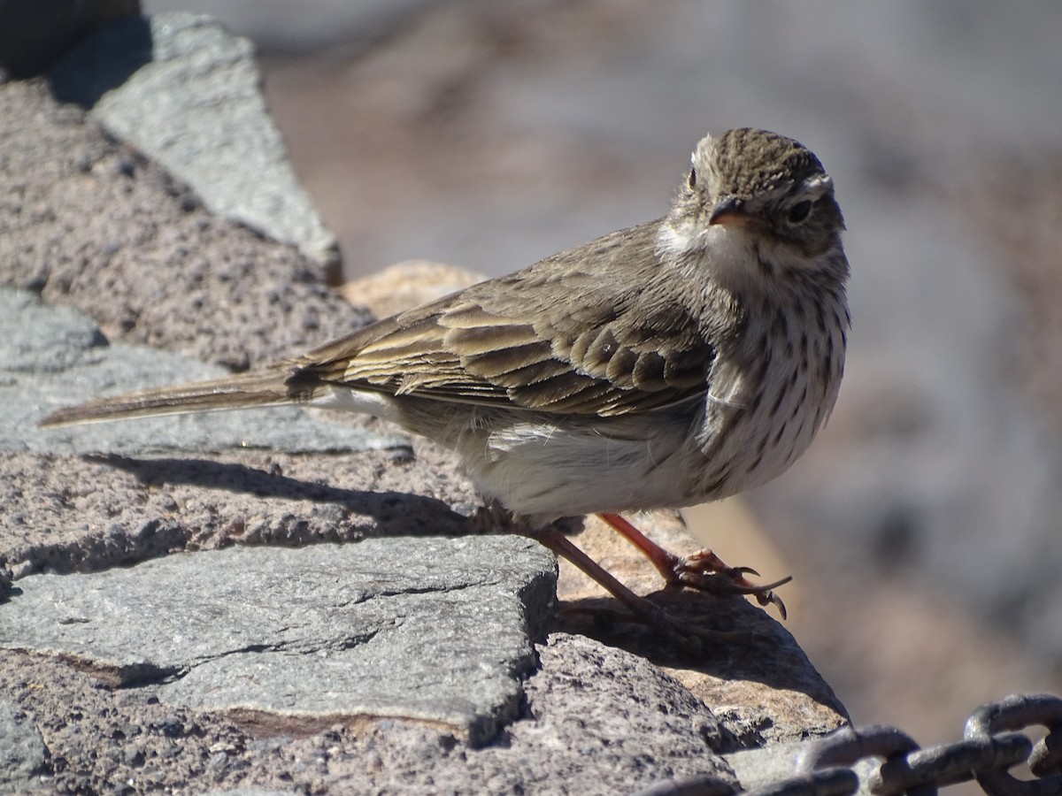 Pipit de Berthelot - ML644718964