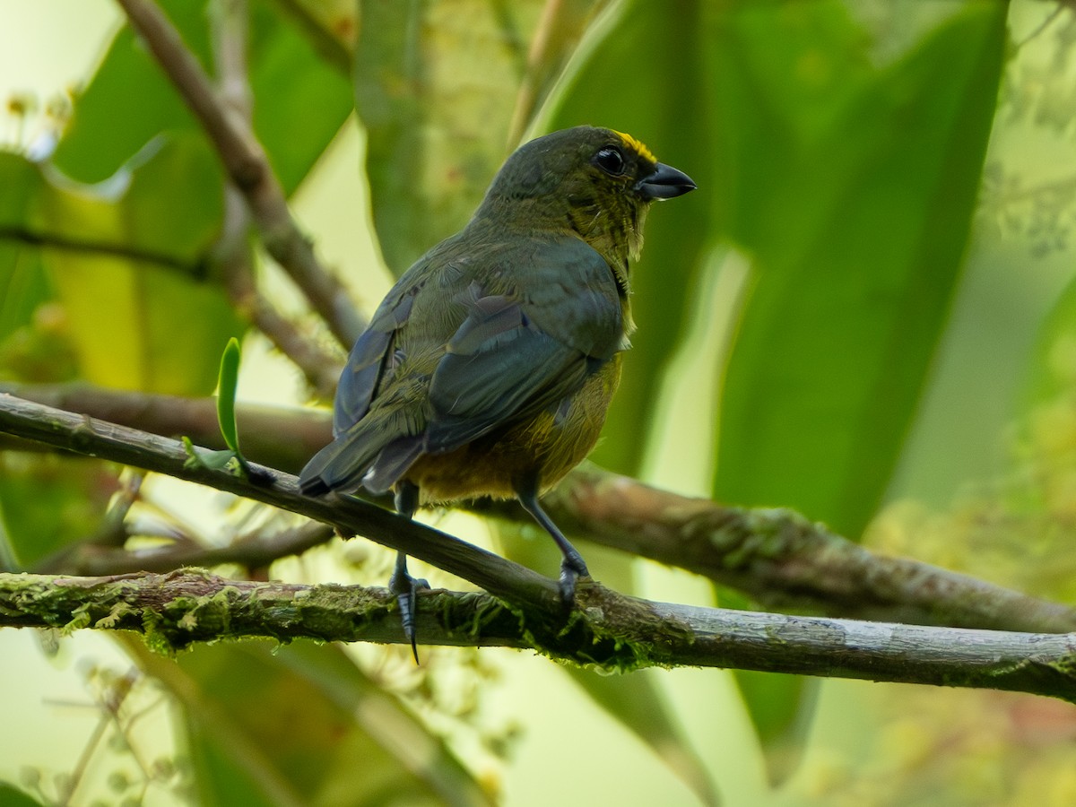 Organiste olive - ML644718969