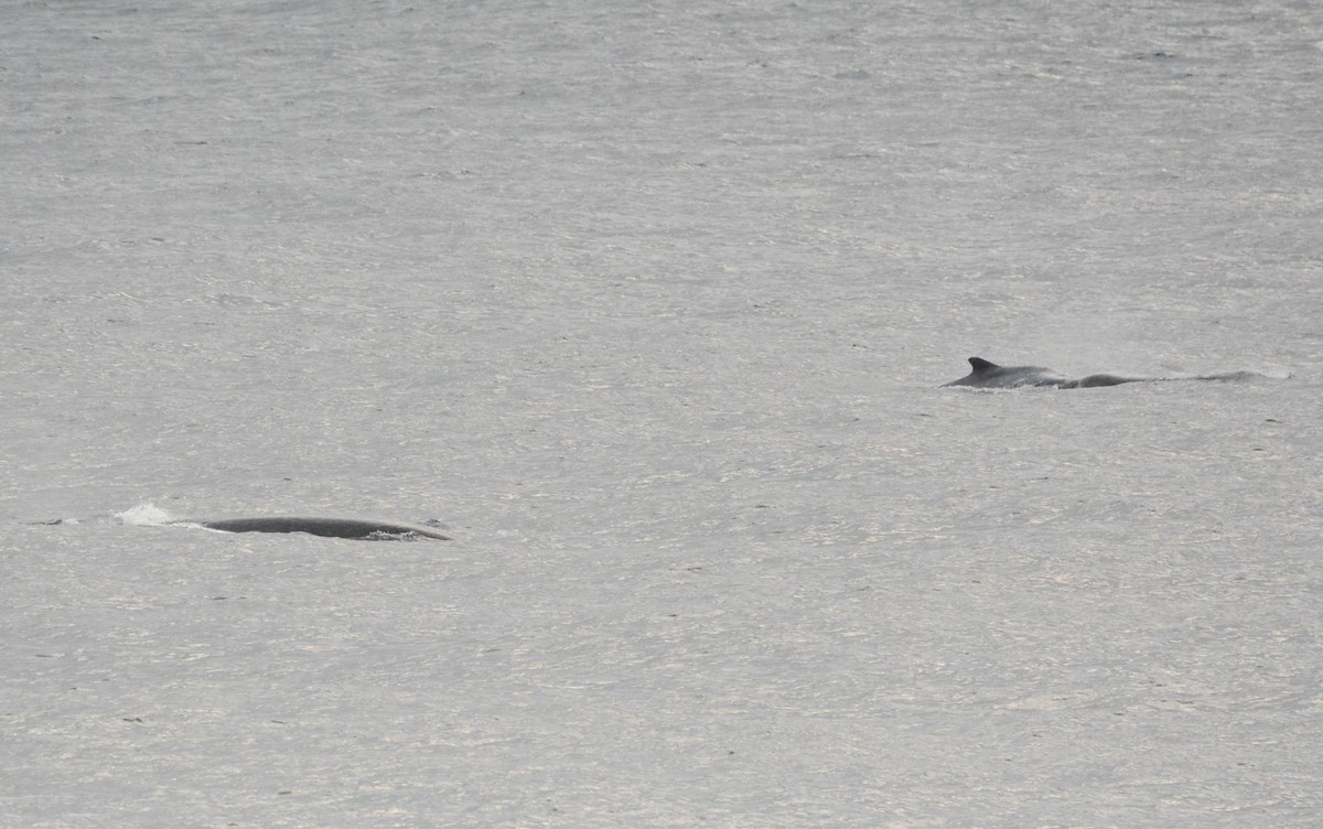 ツチクジラ - ML644718971