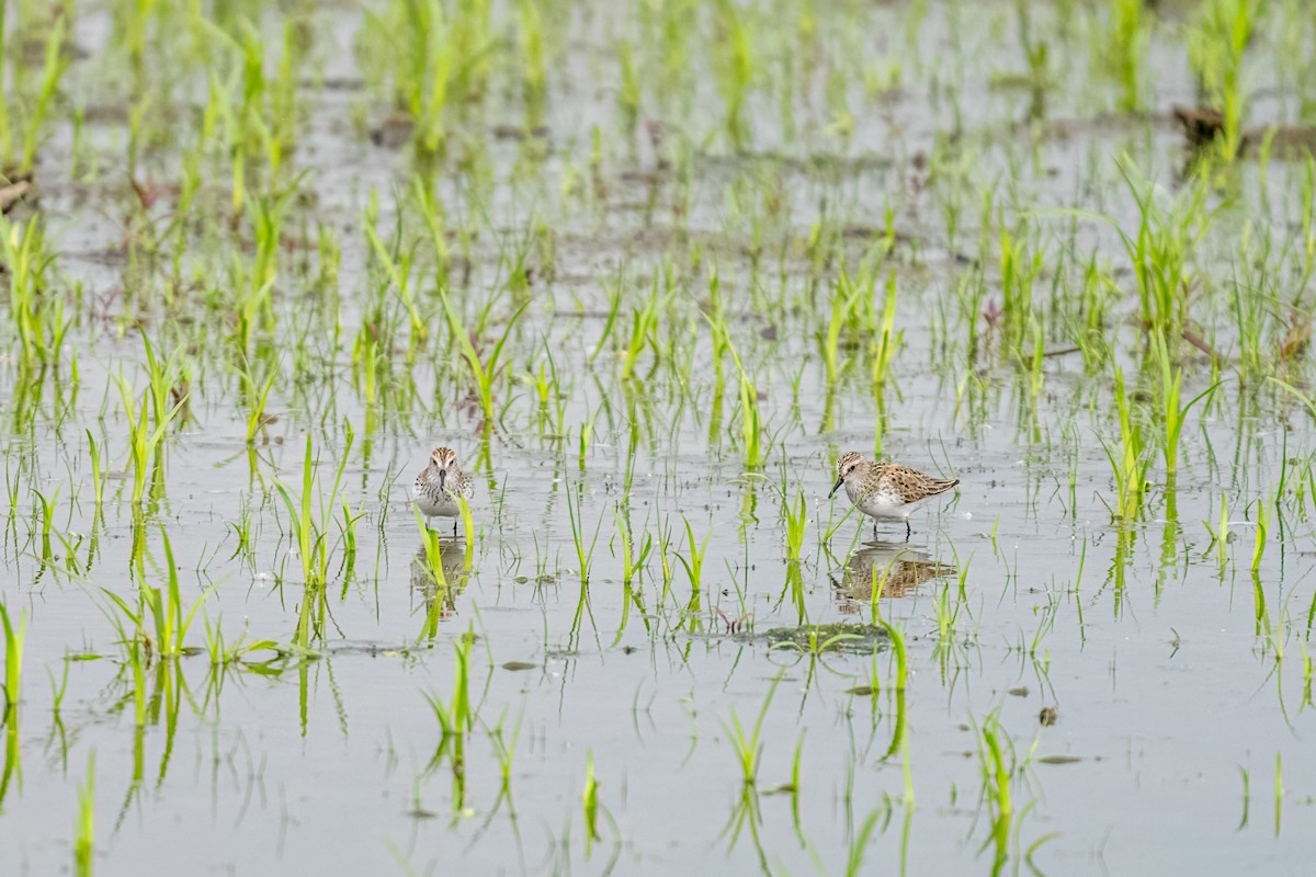 Bécasseau semipalmé - ML644718976