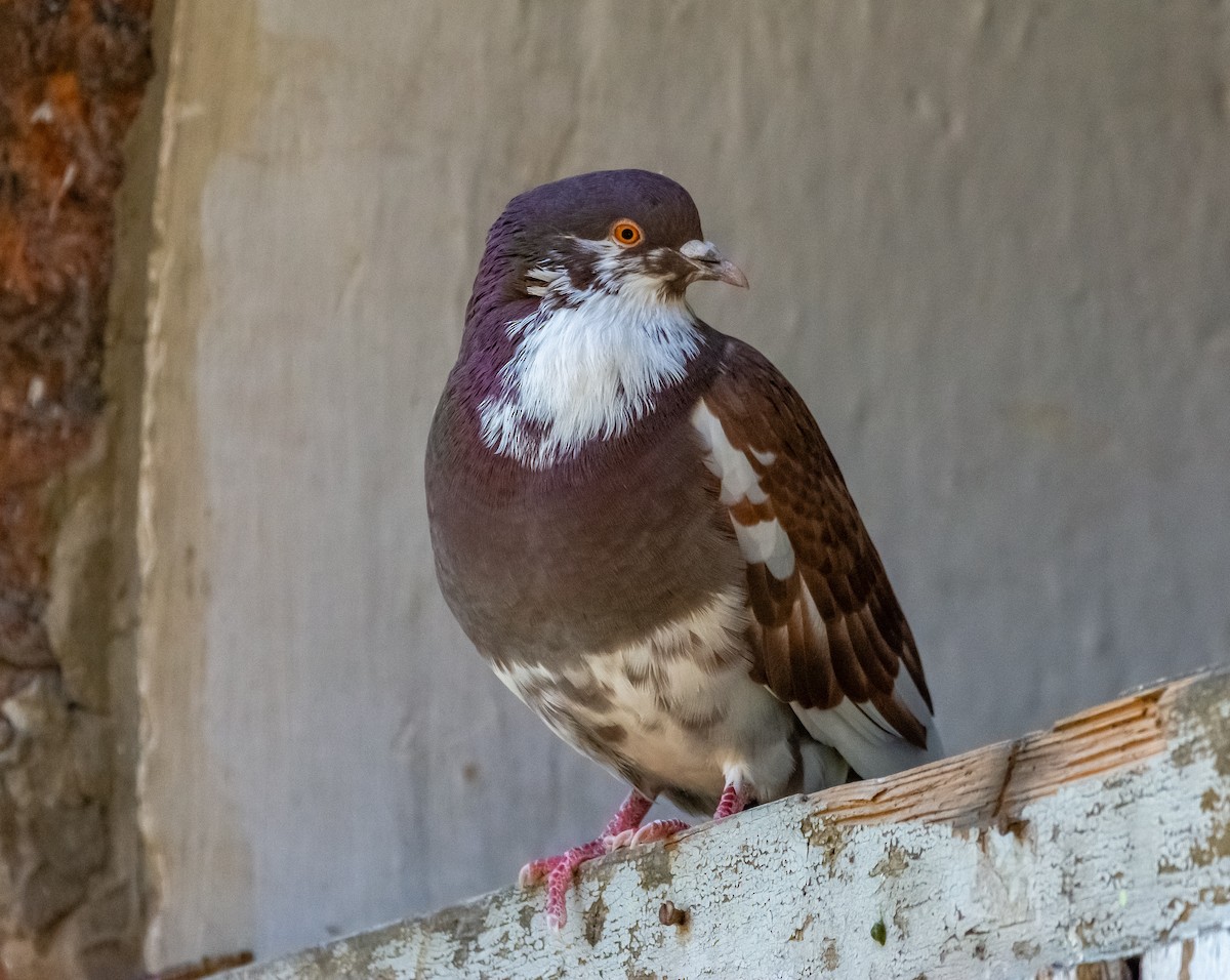 Pigeon biset (forme domestique) - ML644718978