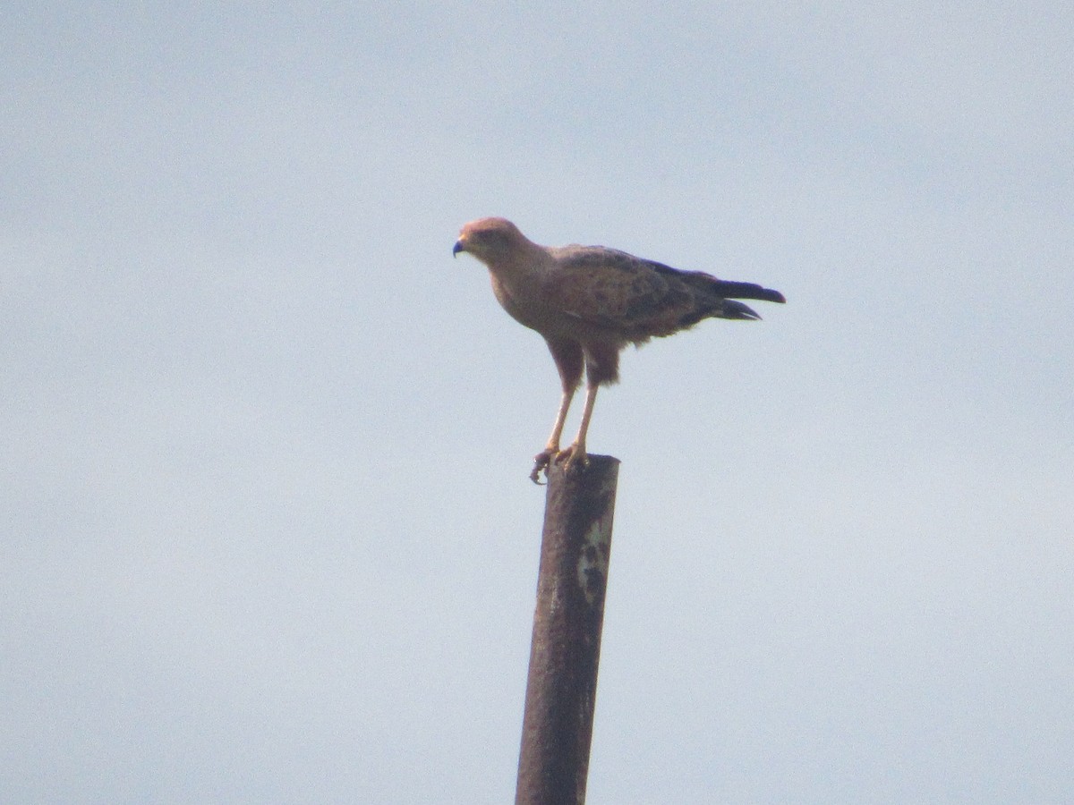 Buse roussâtre - ML644718980